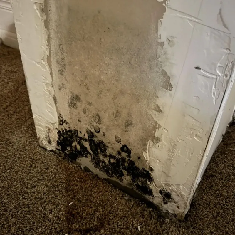 Professional Mold Removal in Franklin, IN